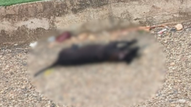 Photo of Indignación en Sahagún: ocho perros murieron tras presunto envenenamiento masivo en zona rural