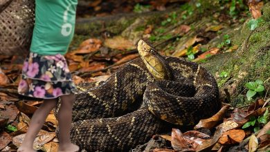 Photo of Muere niña indígena tras ser mordida por una serpiente mapaná en Tierralta