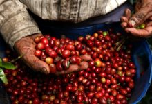 Photo of Gobierno prorroga acuerdo para estabilizar precio del café