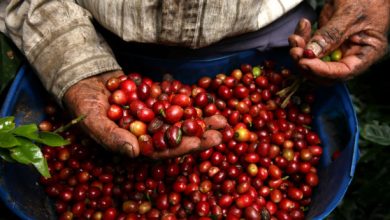 Photo of Gobierno prorroga acuerdo para estabilizar precio del café