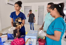 Photo of Más de 86 mil perros y gatos han sido vacunados contra la rabia en Montería