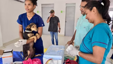 Photo of Más de 86 mil perros y gatos han sido vacunados contra la rabia en Montería