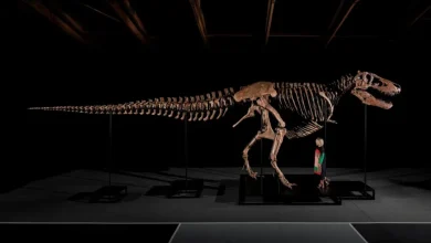 Photo of Fósil de T. rex rompe récord tras venderse por US$50,1 millones