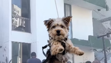 Photo of Rescatan a perrito atrapado entre los escombros en Risaralda