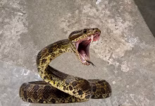 Photo of Susto en Tierralta por serpiente hallada dentro de vivienda