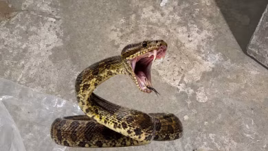 Photo of Susto en Tierralta por serpiente hallada dentro de vivienda
