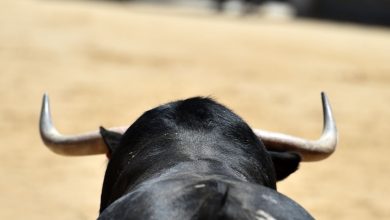 Photo of Sector taurino denuncia incumplimientos del Gobierno