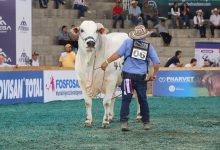 Photo of Montería recibirá la Feria Nacional Cebú tras 13 años