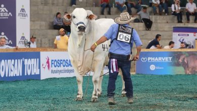 Photo of Montería recibirá la Feria Nacional Cebú tras 13 años