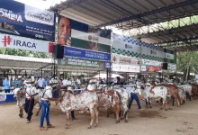 Photo of Activan plan vial por Feria Nacional Cebú en Montería