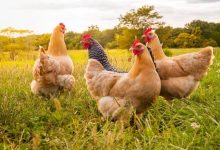 Photo of Misterioso ataque dejó más de 40 aves muertas en Cereté