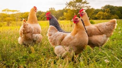 Photo of Misterioso ataque dejó más de 40 aves muertas en Cereté