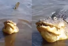 Photo of Caimán de gran tamaño causa alerta en la ciénaga de Martinica
