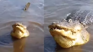 Photo of Caimán de gran tamaño causa alerta en la ciénaga de Martinica
