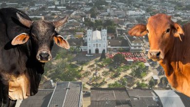 Photo of Hoy comienza la Feria Ganadera de Planeta Rica