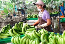 Photo of ¡Córdoba se prepara para exportar banano! Arranca siembra de 600 hectáreas