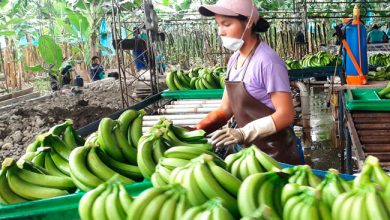 Photo of ¡Córdoba se prepara para exportar banano! Arranca siembra de 600 hectáreas