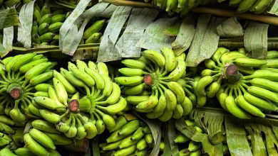 Photo of ¡Córdoba le apuesta al banano de exportación!
