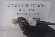 Photo of Paloma con cargamento fue interceptada cerca de cárcel