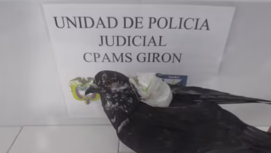 Photo of Paloma con cargamento fue interceptada cerca de cárcel